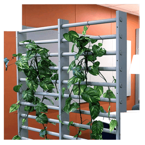 espalier-1